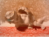 Engel mit Gold- und Silberfl�gel